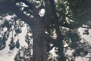 1038 - Hay Tree