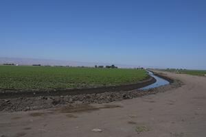 492-Buttonwillow-Tree