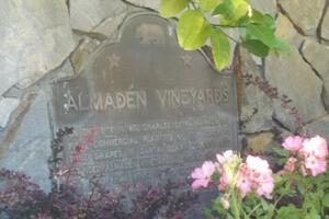 505-Almaden-Vineyards