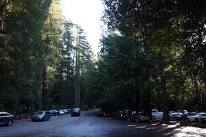 827-Big-Basin-Redwoods-State-Park