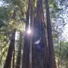 Big Basin October 2019