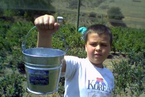 U-Pick Blueberry Farm 2007