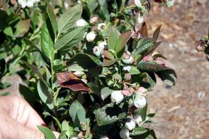 U-Pick Blueberry Farm 2008