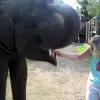 Elephant-Ride